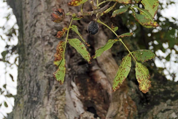 Das Auge Eines Nußbaumes — Stockfoto