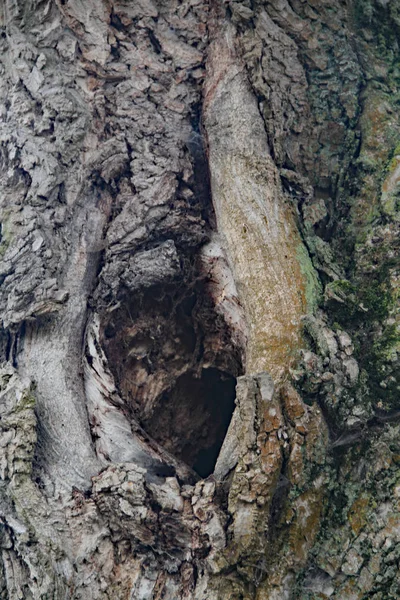 Das Auge Eines Nussbaumes — Foto Stock