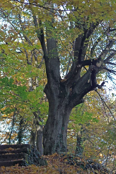 Ein Sehr Alter Ahorrnbaum — Stock Photo, Image