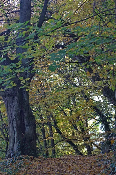 Ein Sehr Alter Ahornbaum — Stockfoto