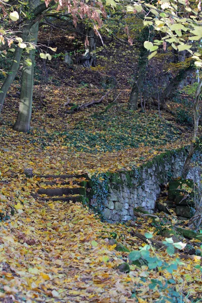 Herbstwald Der Pfalz — Stock Photo, Image