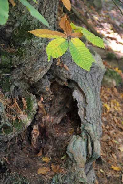 Eine Wilde Kastanie Herbst — Stock Photo, Image