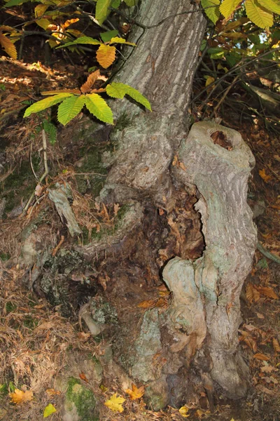 Eine Wilde Kastanie Herbst — Stockfoto