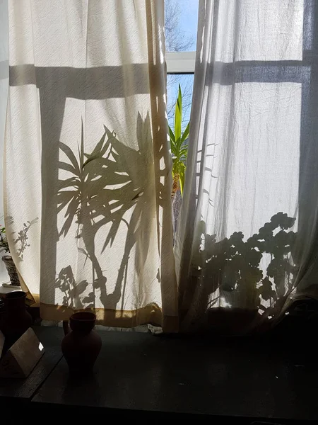 Janela ensolarada com planta pote e cortinas — Fotografia de Stock