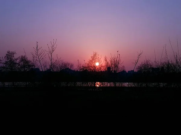 Nejasné siluety stromů na krásném fialovém pozadí slunce — Stock fotografie