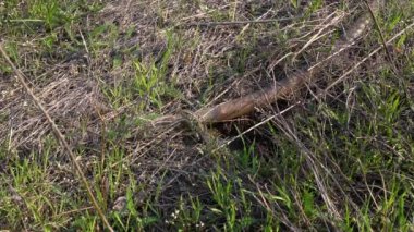 Kertenkele tarlanın ortasında vizon dışarı sürünerek, büküm kafası, yanlara bakarak