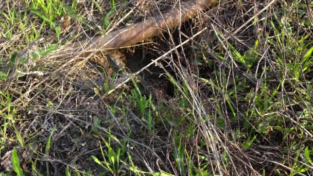 Lézard effrayé et se cache au milieu du champ, tord la tête, regarde les côtés 