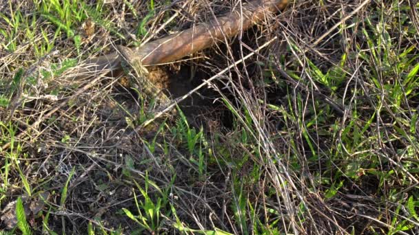 Le lézard sort du vison, sort la tête, regarde les côtés avec intérêt 