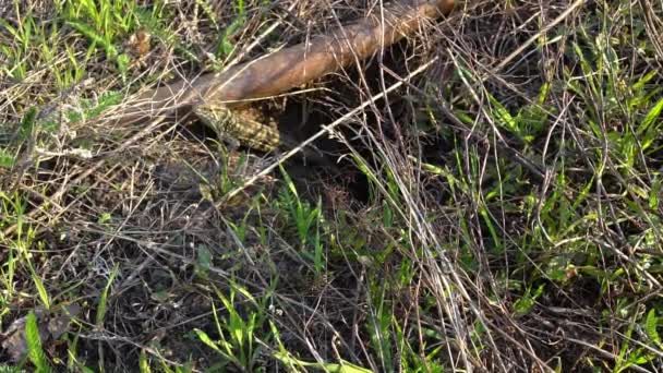 Lizard tourne la tête et regarde dans la caméra 