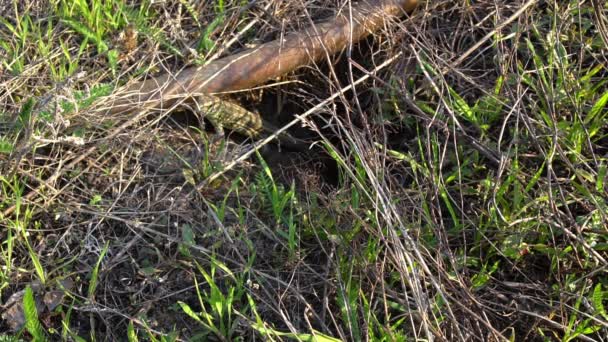 Ящерица смотрит в камеру посреди поля — стоковое видео