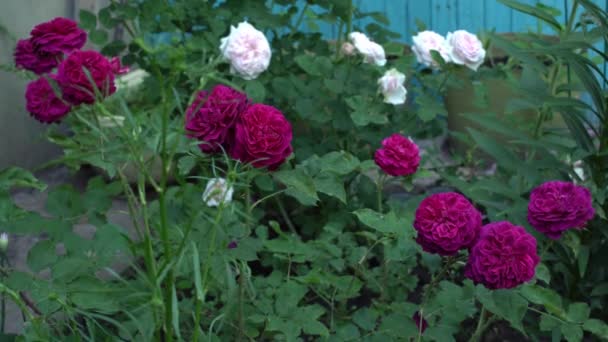 Rosas inglesas en jardín tradicional con hojas verdes — Vídeos de Stock