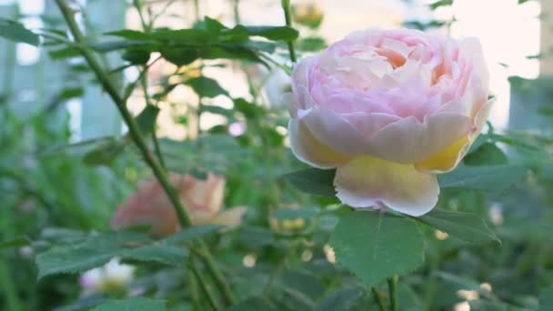 전통적인 정원에서 녹색 잎과 영어 핑크 장미 — 비디오