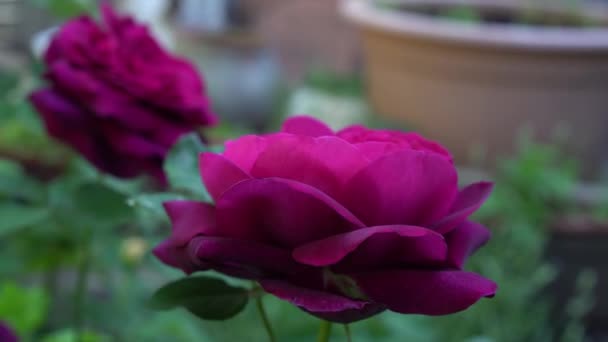 Mörkröda engelska rosor i traditionell trädgård — Stockvideo