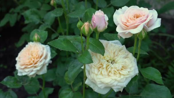 Cremige englische Rosen im traditionellen Garten — Stockvideo