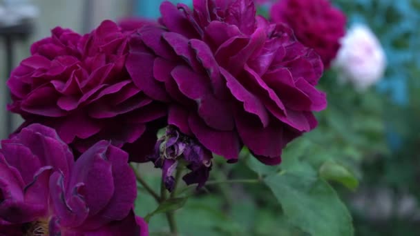 Rosas inglesas de color rojo oscuro en jardín tradicional con hojas verdes — Vídeos de Stock