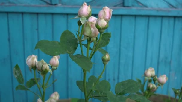 Gyönyörű angol rózsák hagyományos kertben, kék fából készült háttérrel — Stock videók