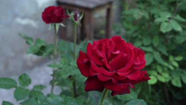 Rote Englische Rosen im traditionellen Garten mit grünen Blättern — Stockvideo