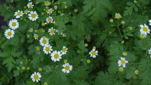 Yeşil yaprakları arka plan ile geleneksel bahçede Papatyalar ve İngiliz güller — Stok video