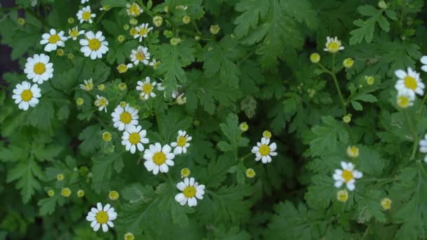 Madeliefjes en Engelse rozen in traditionele tuin met groene bladeren achtergrond — Stockvideo