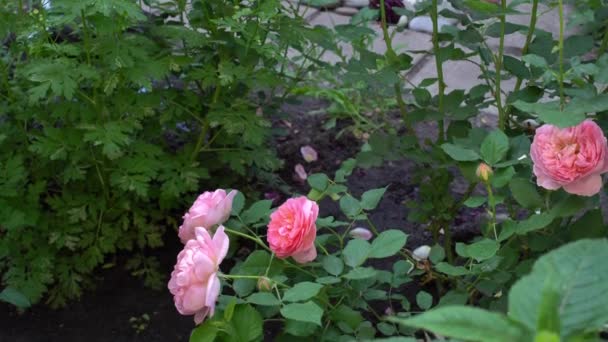 Jardín tradicional inglés con rosas y flores — Vídeos de Stock