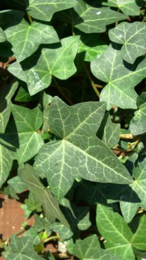 Eski duvar arkaplan dokusunda yeşil sarmaşığın dikey yakın çekimi