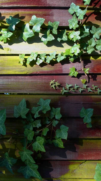 Foto vertical de hera verde na superfície de madeira vintage de placas de fundo com luz solar — Fotografia de Stock