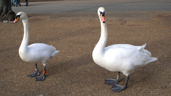 Cigni bianchi in un parco in attesa di nuotare in uno stagno in un parco tradizionale inglese — Foto Stock