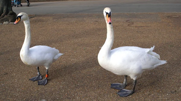 Cisnes blancos en un parque esperando para nadar en un estanque en un parque tradicional inglés —  Fotos de Stock