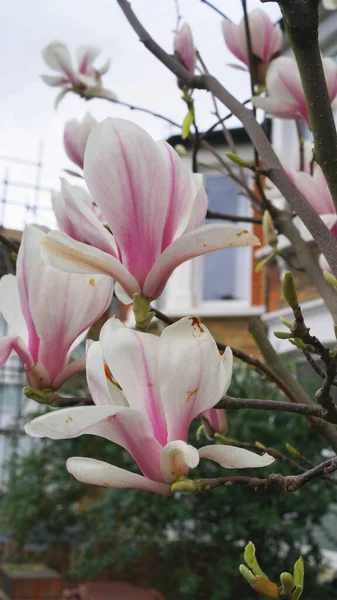Vertical close-up beautiful magnolia buds blooming with house on background — Stock Photo, Image