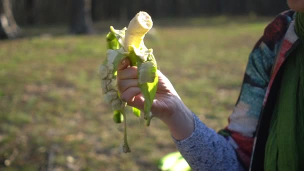 Mãos femininas torce e treme banana verde em piquenique na floresta — Vídeo de Stock