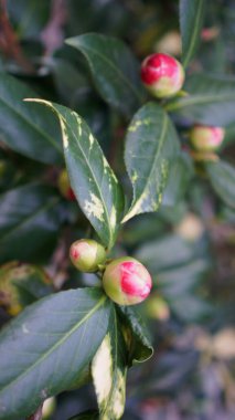 Eski bir İngiliz parkında dikey çiçek açan kamelya çiçekleri