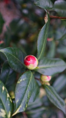 Eski bir İngiliz parkında dikey çiçek açan kamelya çiçekleri