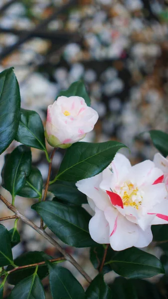 Vertical blooming camellia flowers in an old English park — Stock Photo, Image