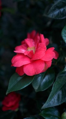 Eski bir İngiliz parkında dikey çiçek açan kamelya çiçekleri