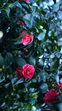 Eski bir İngiliz parkında dikey çiçek açan kamelya çiçekleri