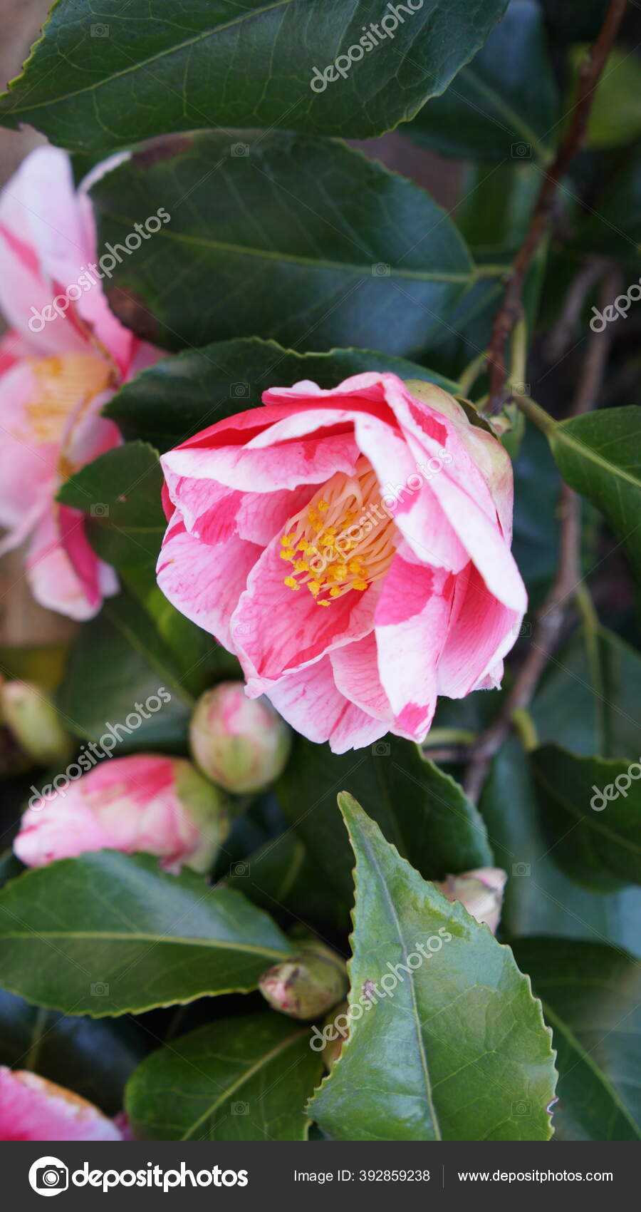 旧英語公園での垂直開花椿の花 ストック写真 C Loveandrocks 旧英語公園での垂直開花椿の花 ストック写真 C Loveandrocks