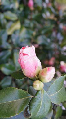 Eski bir İngiliz parkında dikey çiçek açan kamelya çiçekleri