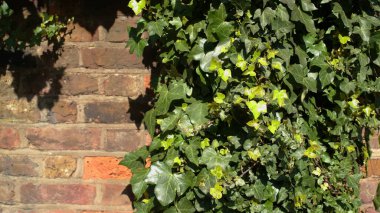 Kaliteli tuğla duvar arka camında yeşil sarmaşık