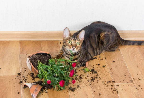 Domestic cat breed toyger dropped and broke flower pot with red roses and looks guilty. Concept of damage from pets.