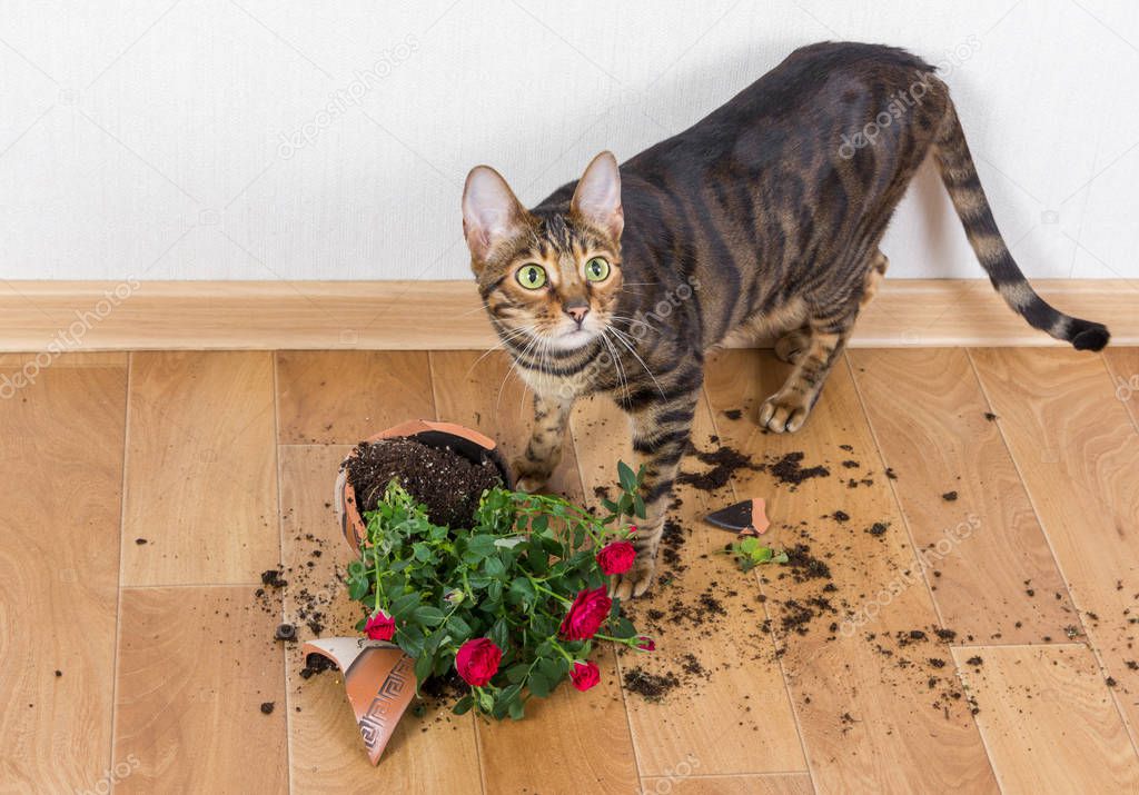 Domestic cat breed toyger dropped and broke flower pot with red roses and looks guilty. Concept of damage from pets.