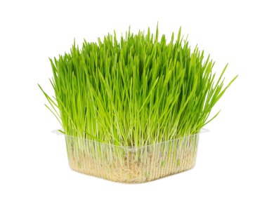 Taze ot için plastik kutu beyaz arka plan üzerinde izole içinde cats.