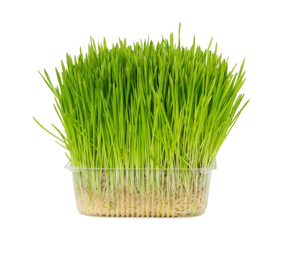 Fresh Grass Cats Plastic Box Isolated White Background — Stock Photo, Image