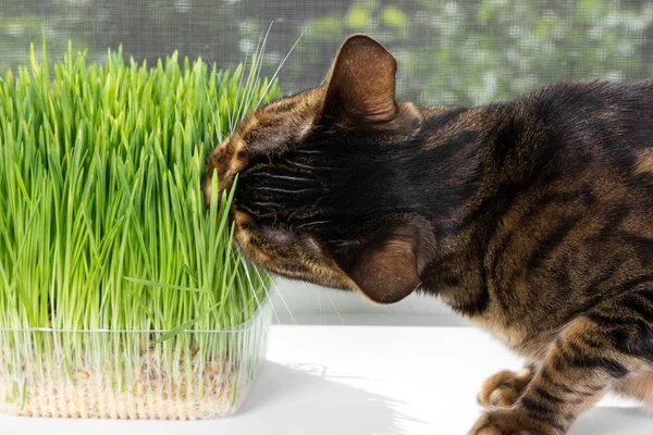Домашняя Кошка Ест Зеленую Траву Подоконнике Летний Солнечный День — стоковое фото