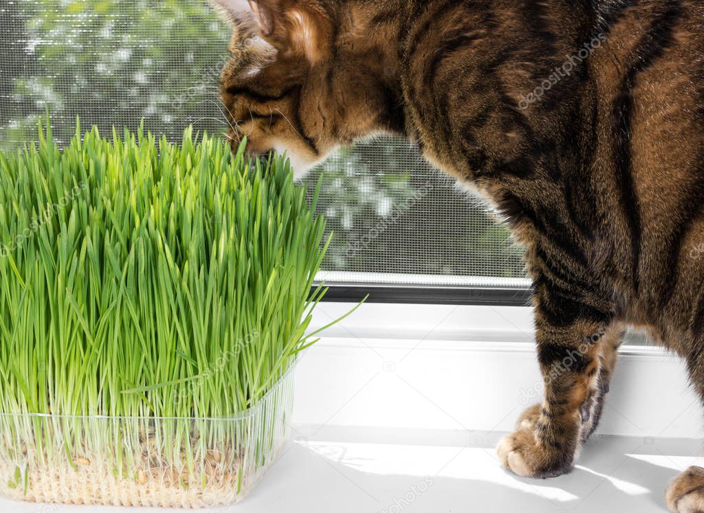 Domestic cat eating green grass on window sill on a summer sunny day