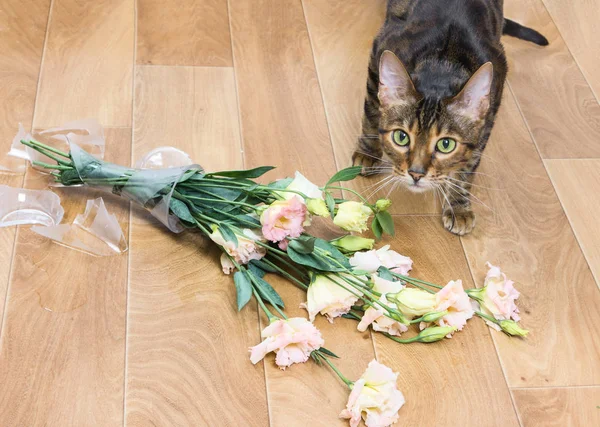 Cat breed toyger dropped and broken glass vase of flowers. Concept of damage from pets.