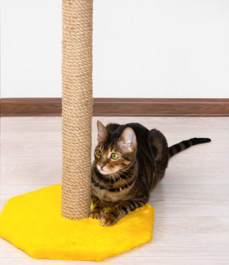 Pençe kalemtıraş yerli kedi doğurmak Toyger oturur