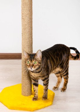 Pençe kalemtıraş yerli kedi doğurmak Toyger standları