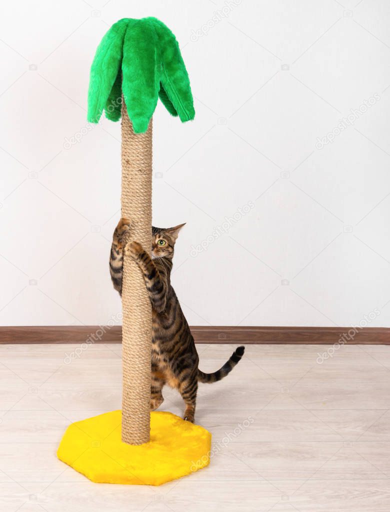 Cat breed Toyger sharpening claws on claw sharpener in the shape of palm tree.