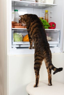 Yerli kedi duran bir tabure ve buzdolabında sosis koklama