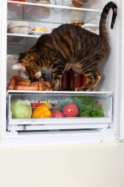 Buzdolabında kedi evde sosis çalıyor